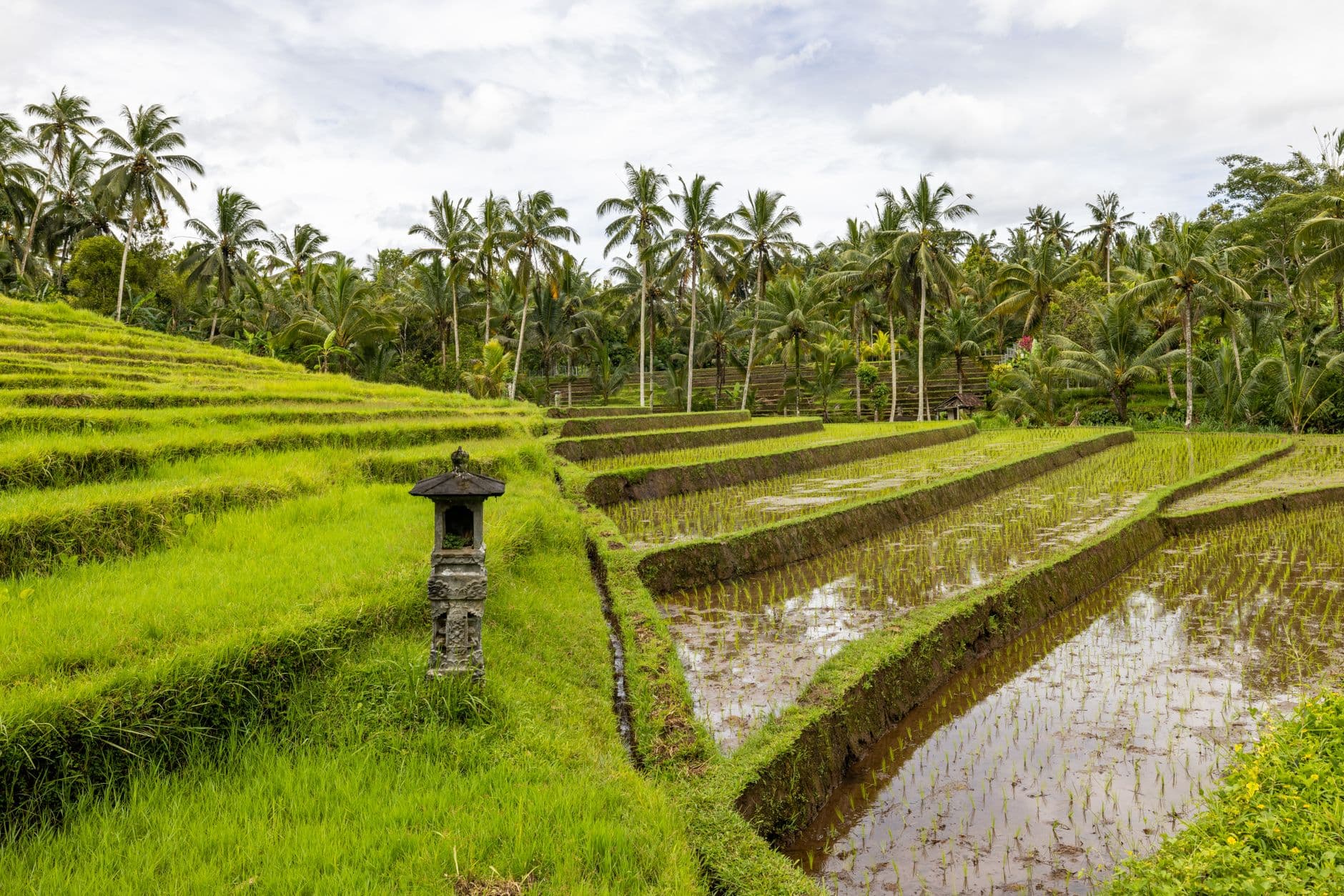 A serene view of a traditional Balinese temple surrounded by lush green rice paddies, with a clear sky above, suggesting peaceful travel.