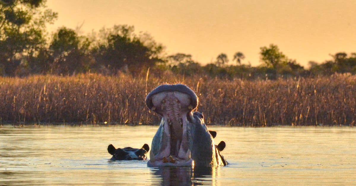 the Okavango Delta, Botswana