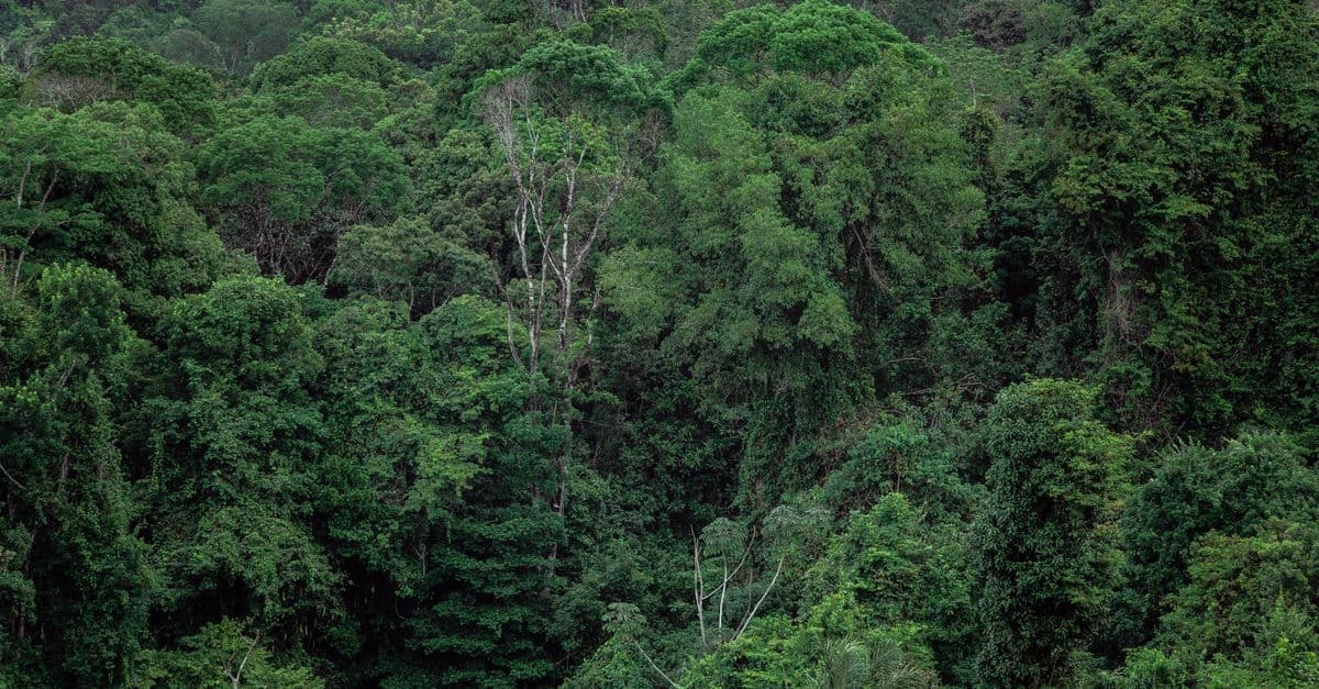 Gabon, Gabon