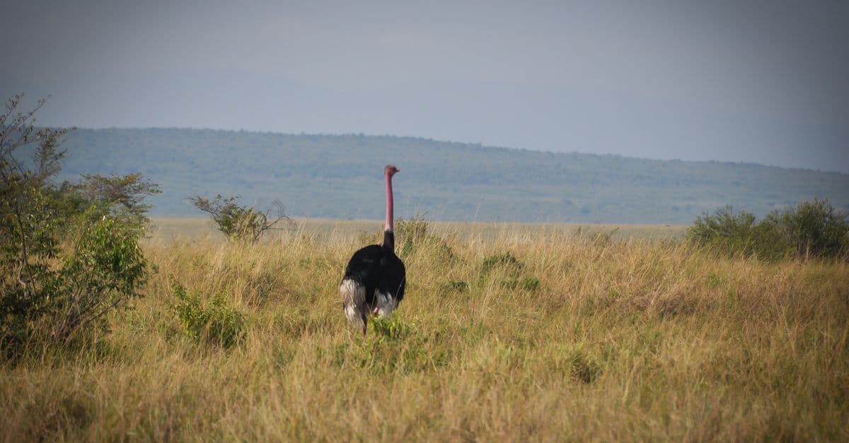the Maasai Mara, Kenya
