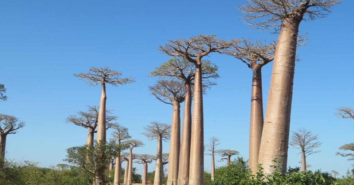 the Avenue of the Baobabs, Madagascar