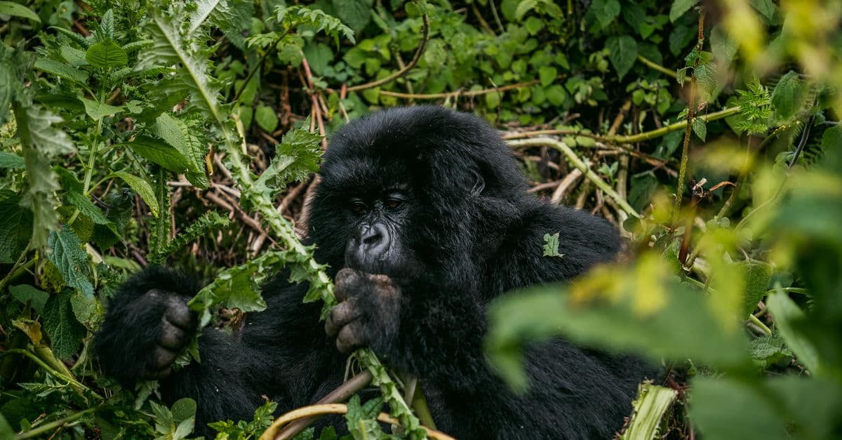 Uganda, Uganda