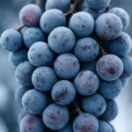 What is ice wine visual showing grapes frozen for Canadian icewine and German Eiswein production.