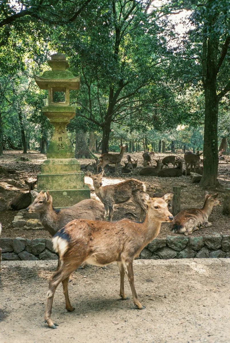 Things to do in Japan Nara – Deer roaming near Todai-ji Temple in Nara.